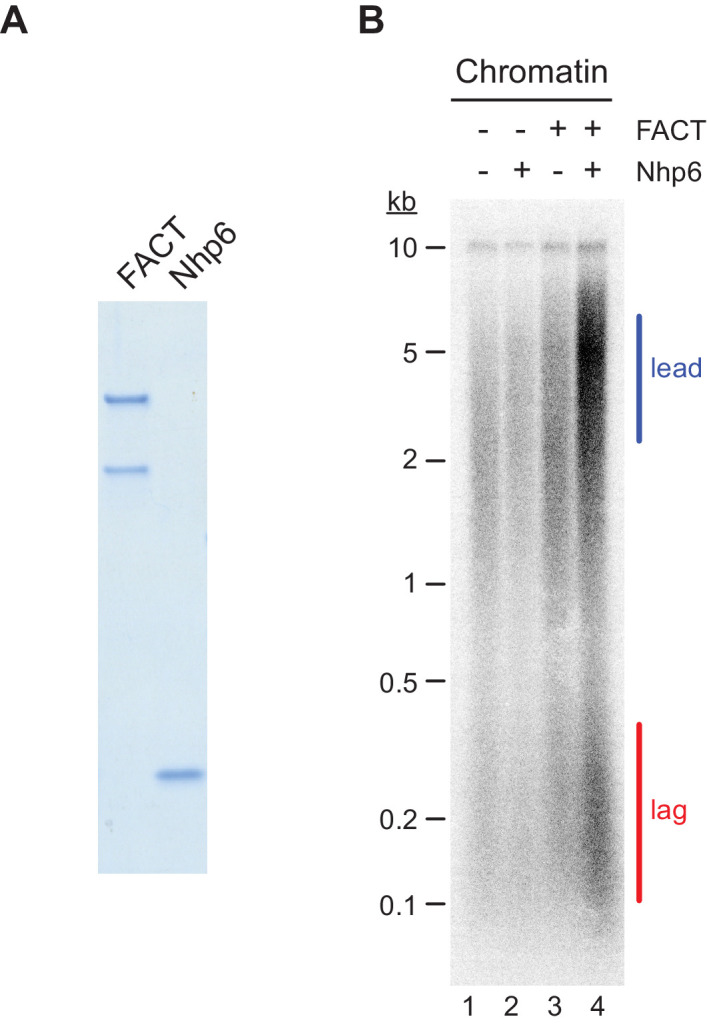 Figure 2—figure supplement 1.