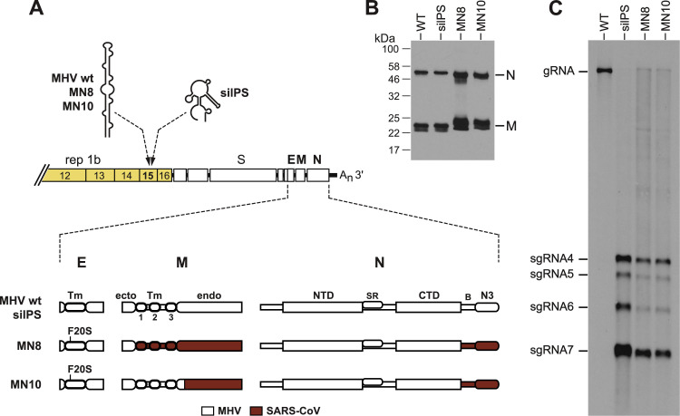 Fig. 2.