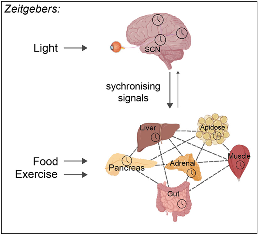 Figure 2.