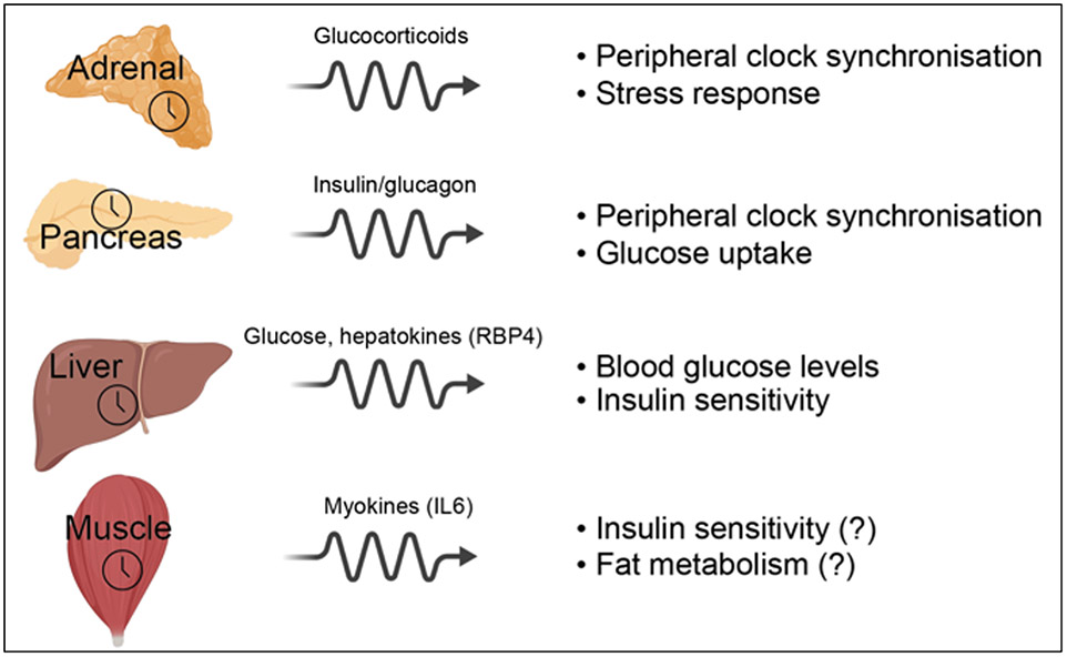 Figure 3.