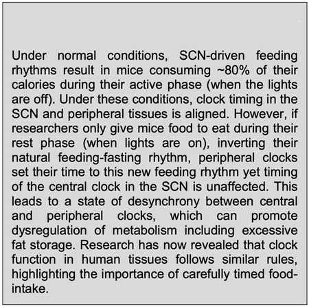 Box 2: The feeding-fasting cycle and peripheral clocks