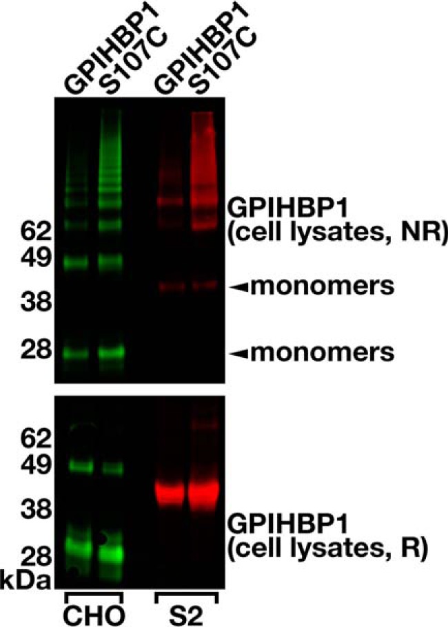 FIGURE 4.