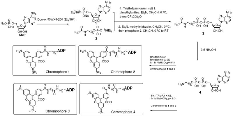 Scheme 2