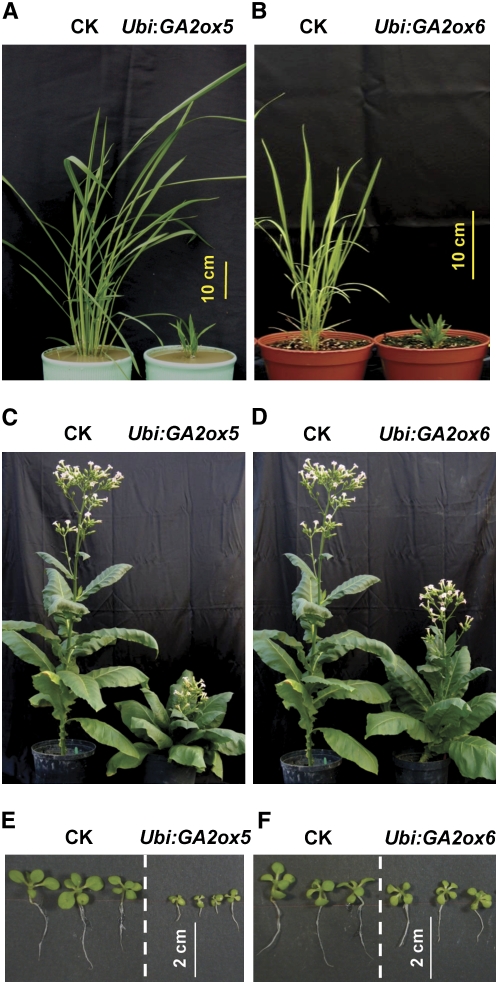 Figure 7.