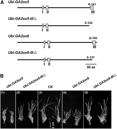 Figure 11.