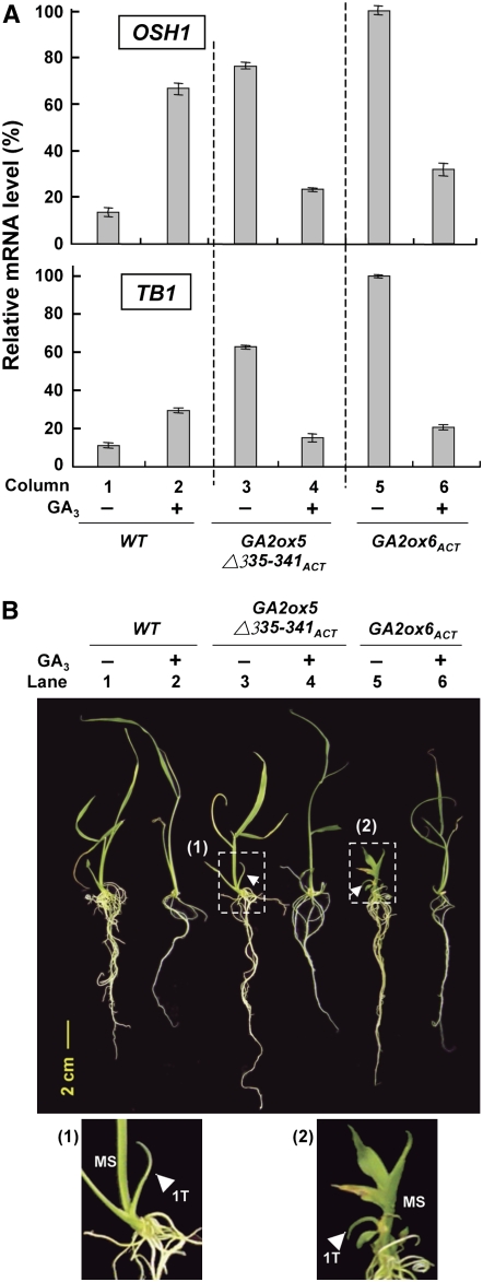 Figure 12.