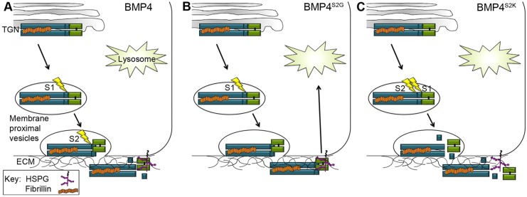 Fig. 7.