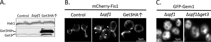 FIGURE 4: