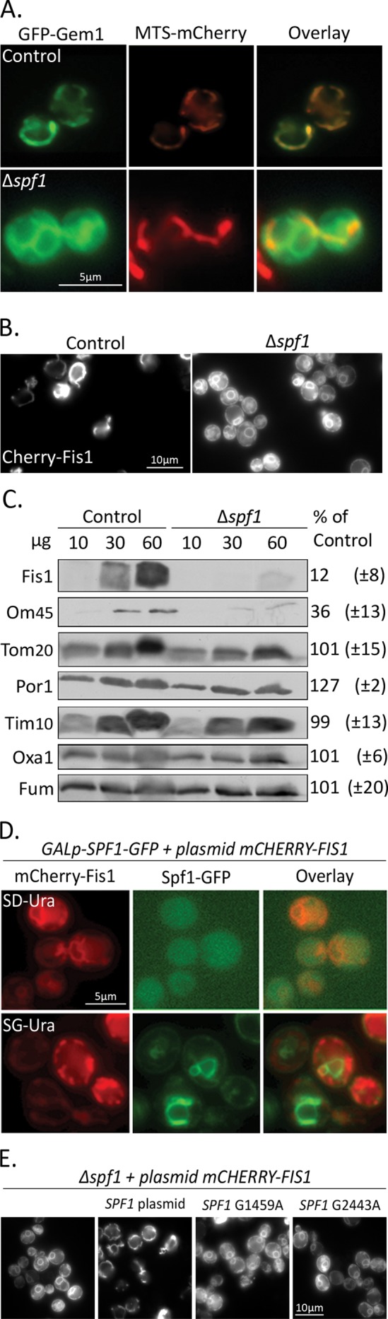 FIGURE 1: