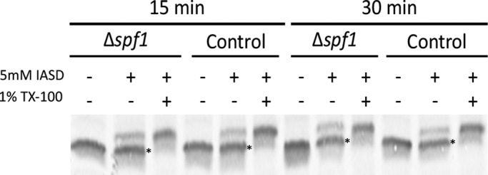 FIGURE 3: