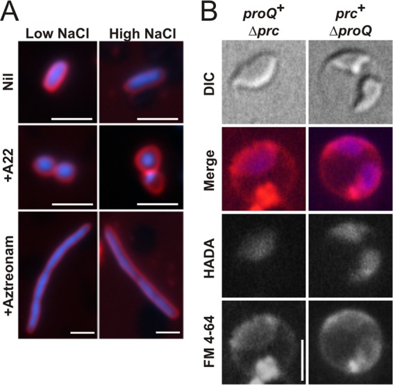 FIG 6