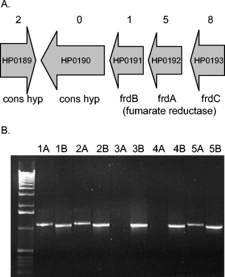 FIG. 4.