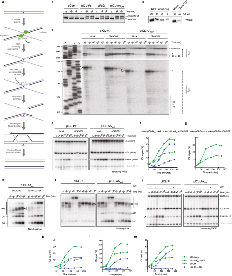 Extended Data Figure 2