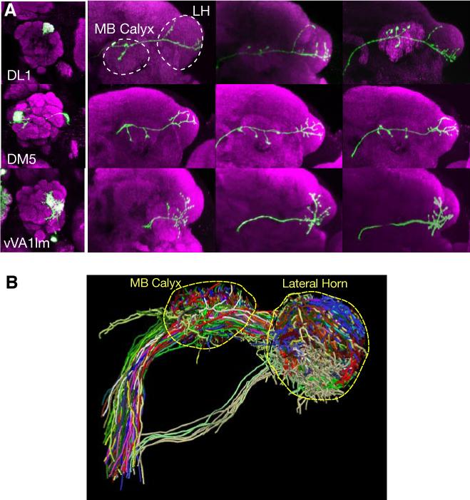 Fig. 2