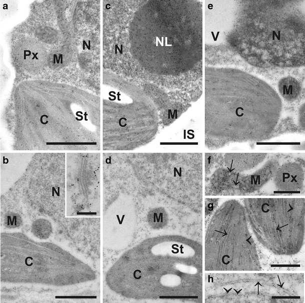 Fig. 1