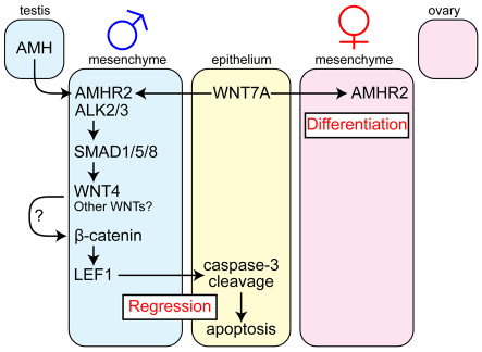 Fig. 8.