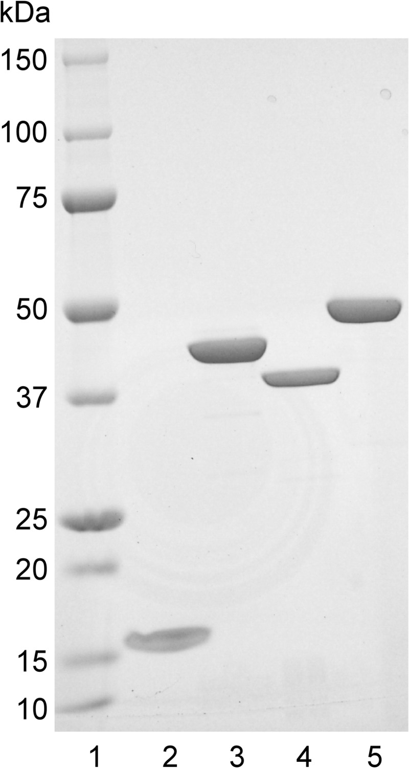 FIGURE 1.