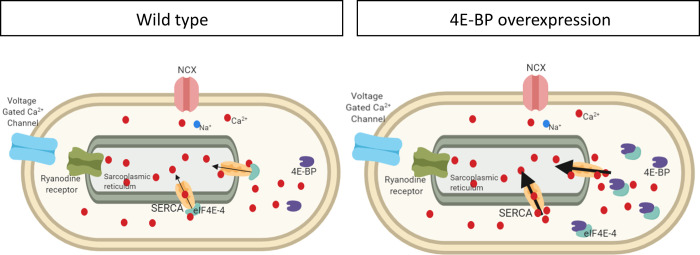 Fig 6