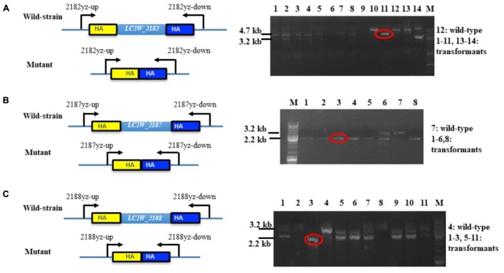 FIGURE 2