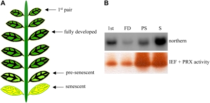 Figure 9.