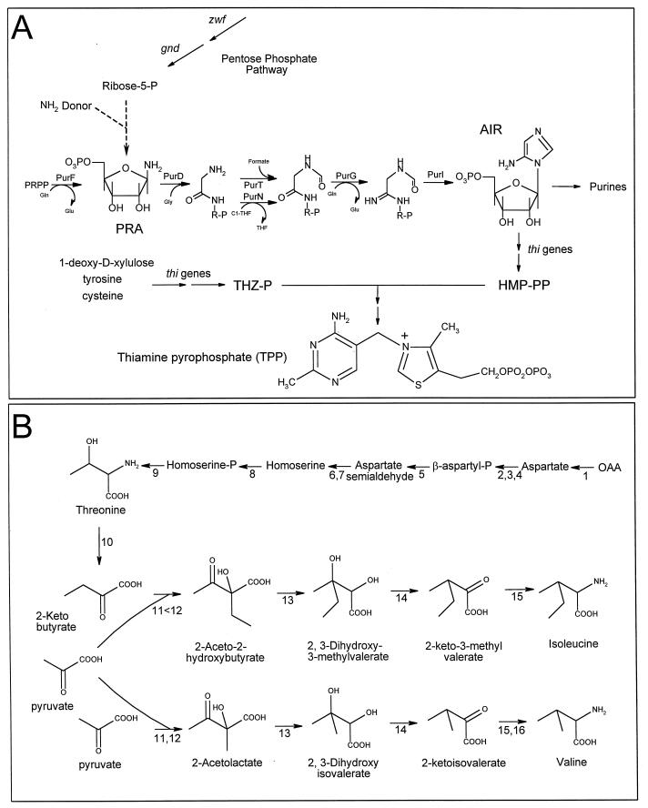 FIG. 1