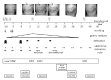 Fig. 1-A.