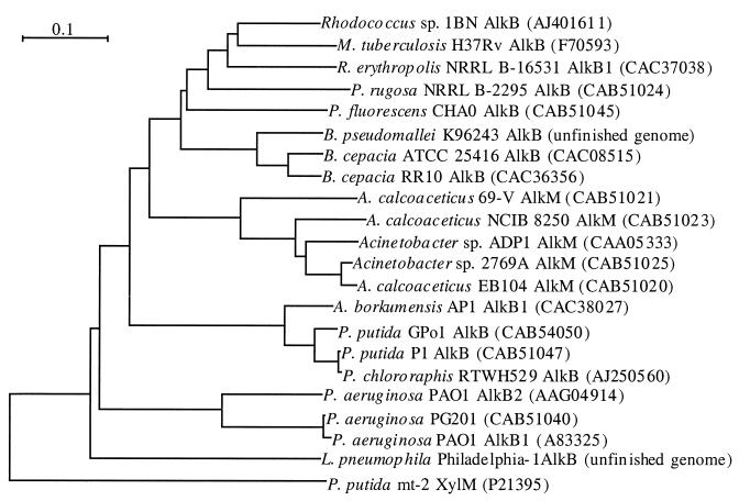 FIG. 2.