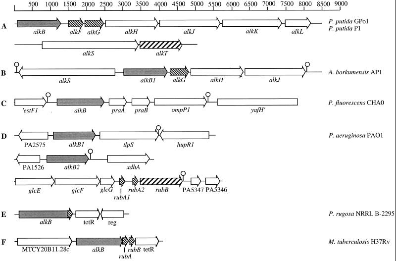 FIG. 1.