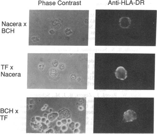 graphic file with name pnas01060-0237-a.jpg