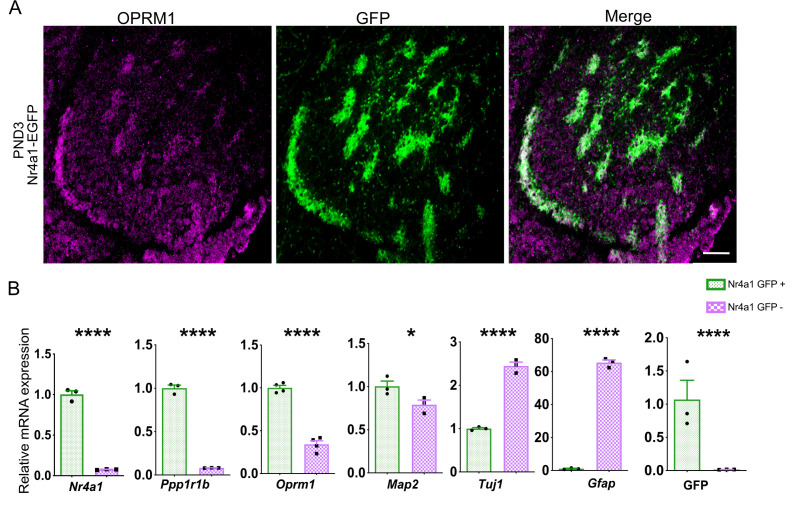 Figure 2—figure supplement 1.