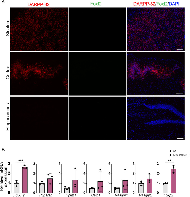 Figure 5—figure supplement 1.