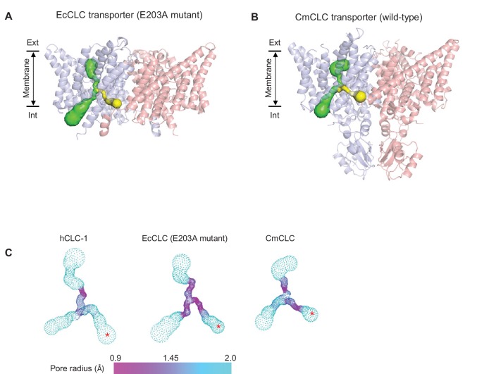 Figure 3—figure supplement 1.