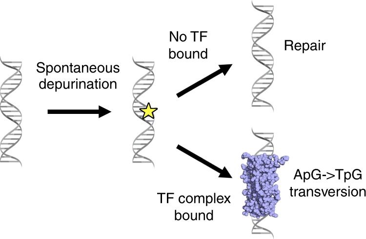 Fig. 6