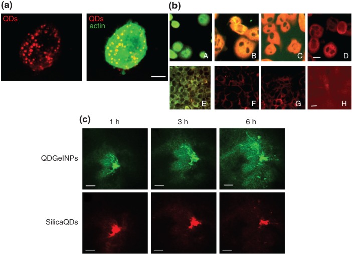 FIGURE 3