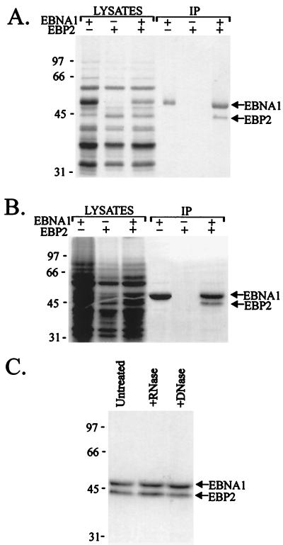 FIG. 6