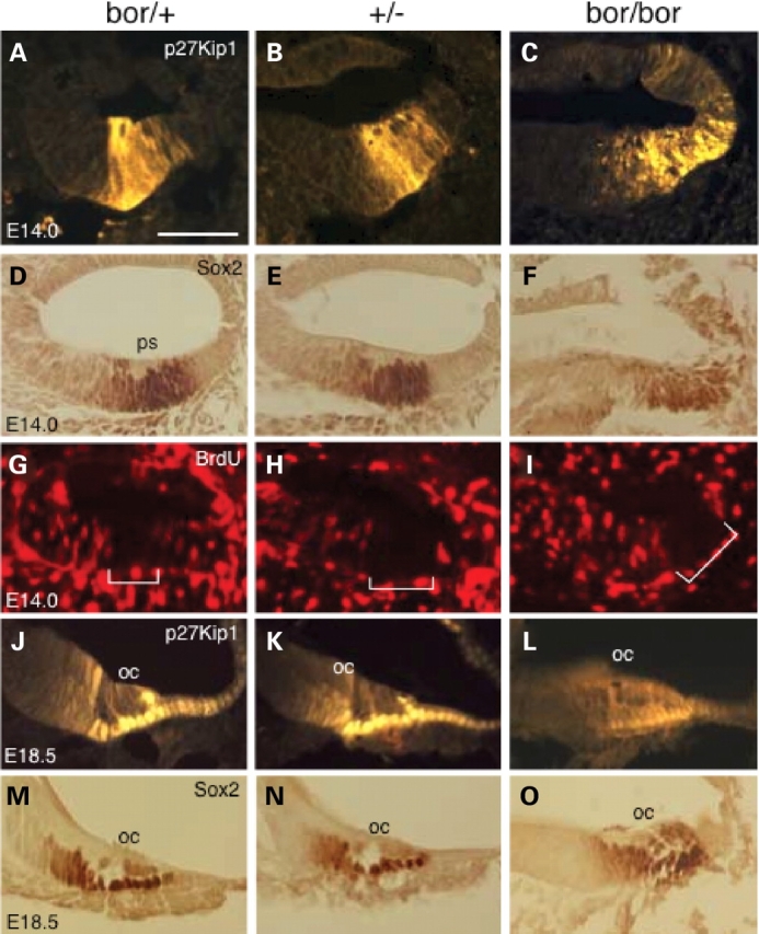 Figure 5.