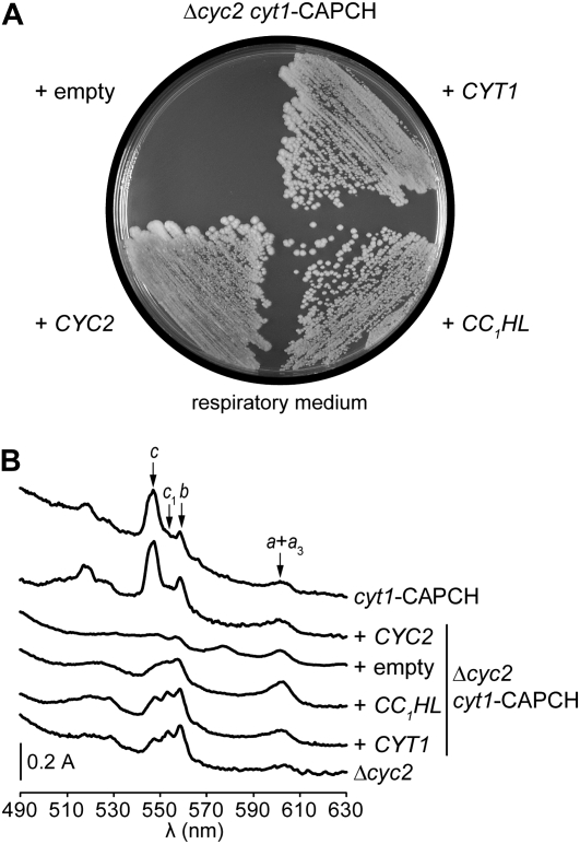 Figure 1.—