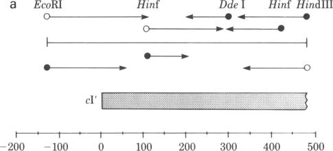 graphic file with name pnas00446-0109-a.jpg