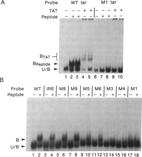 graphic file with name pnas01047-0310-a.jpg