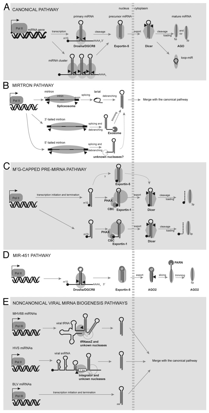 graphic file with name rna-11-673-g1.jpg