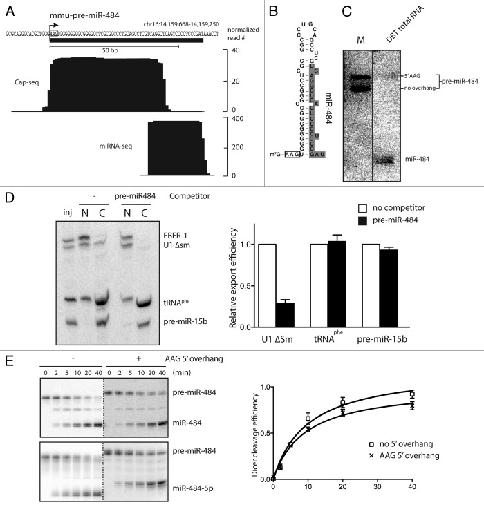 graphic file with name rna-11-673-g2.jpg