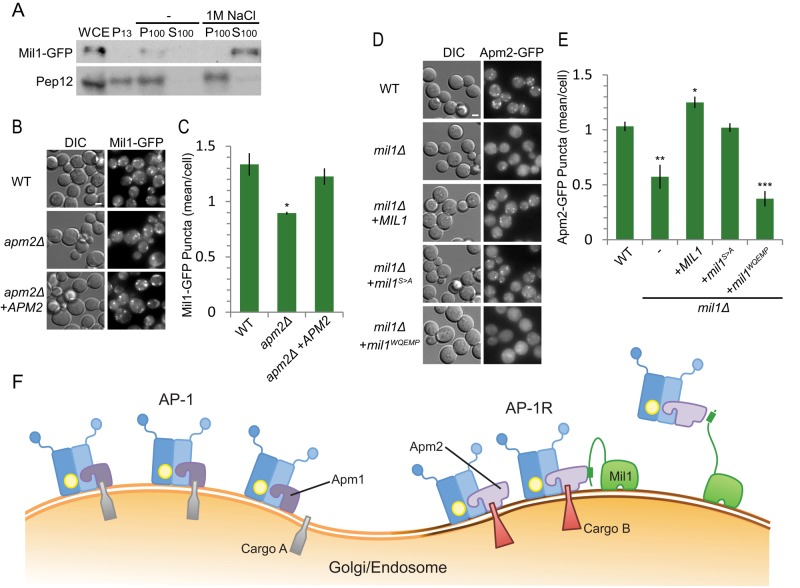 FIGURE 6: