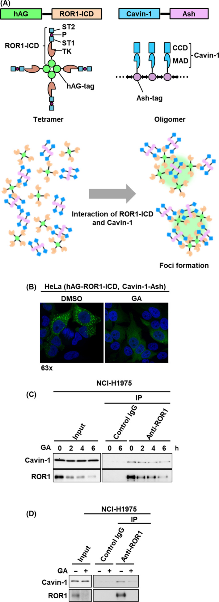 FIGURE 1