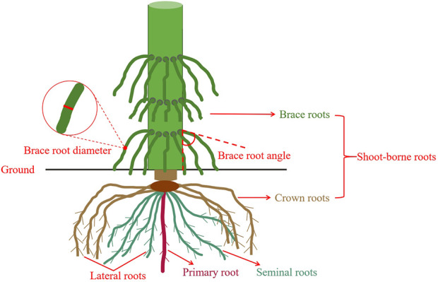 FIGURE 1