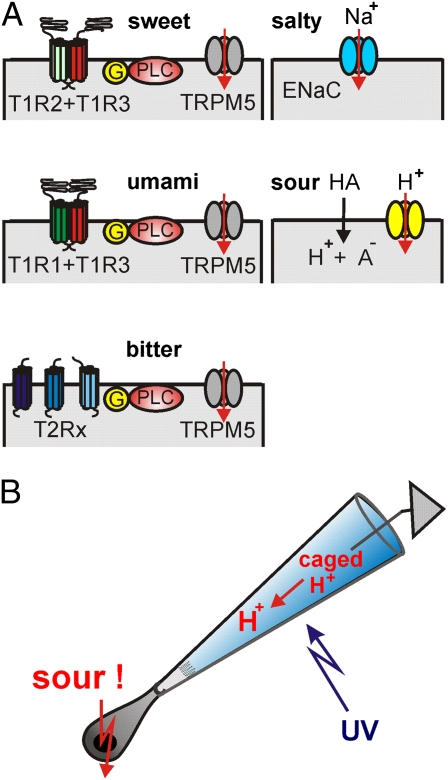 Fig. 1.