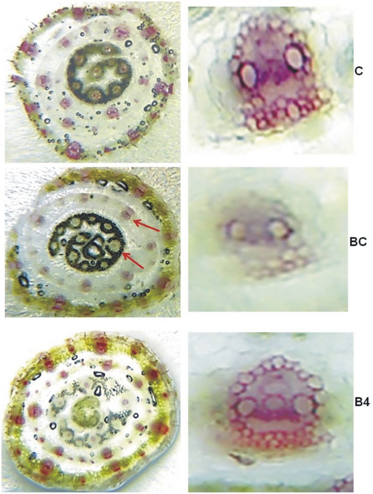 Figure 7