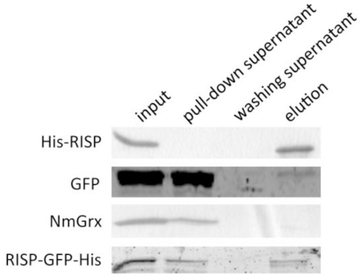 FIGURE 3