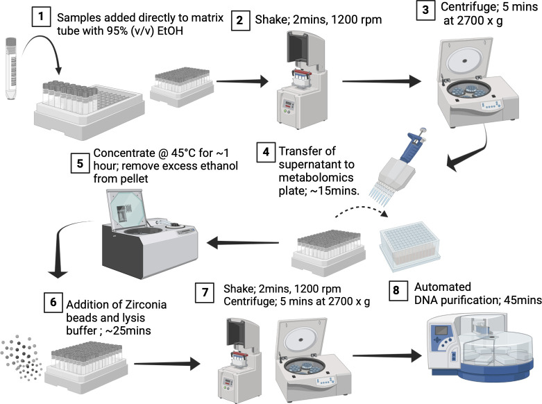 The flowchart outlines the steps sample preparation, centrifugation, concentration, transfer to a plate, bead beating, and automated deoxyribonucleic acid (DNA) purification. The equipment is depicted, and arrows indicate the sequence of steps.