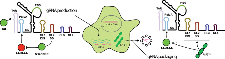 Figure 5.