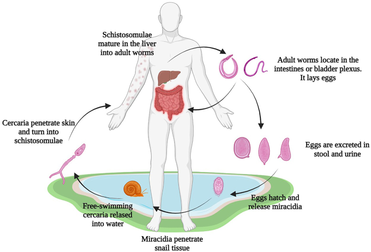 Fig. 1.